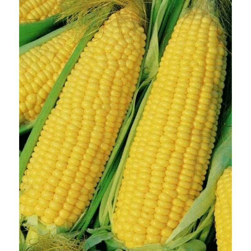 COD TERLARIS 1KG Biji Bibit benih jagung manis f1 jumbo super unggulan