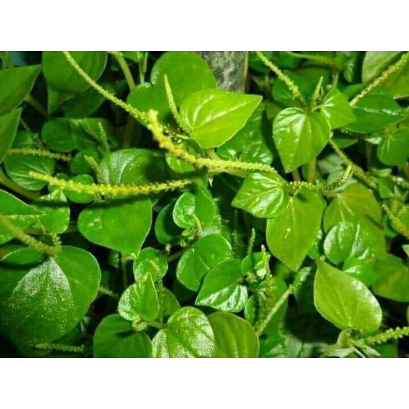 

Daun sirih cina 100gram murah gratis ongkir