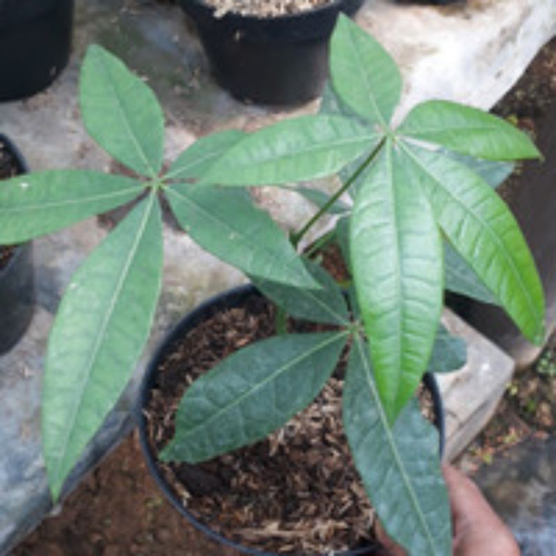 Bibit Pohon Karet Unggul/120 pohon