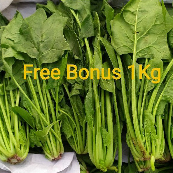 

Horenso / Bayam Jepang / Poling 500gr + Gratis Bonus