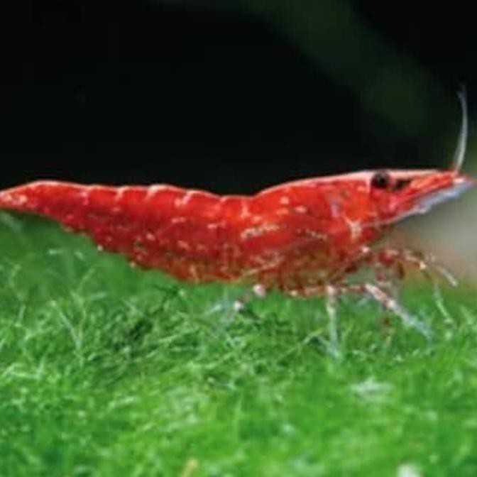 udang hias red cherry