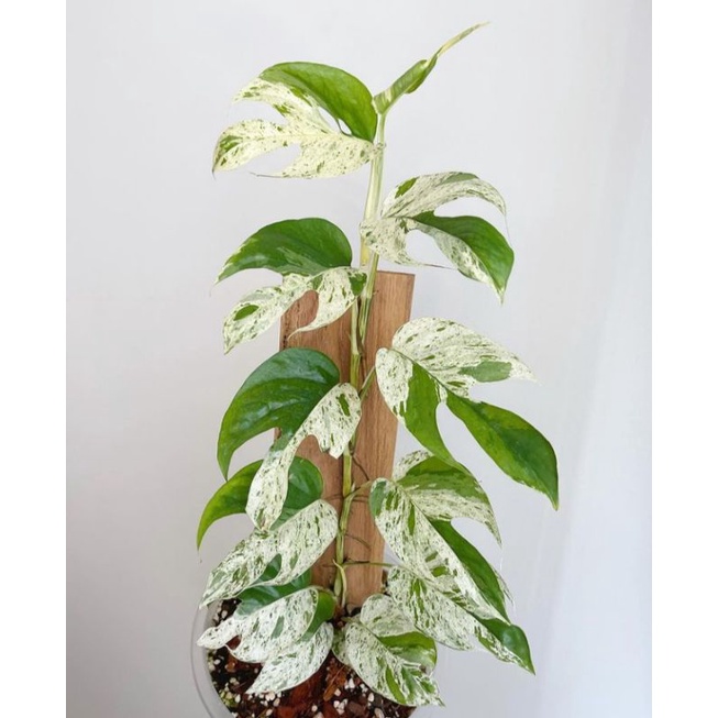 PROMO Bibit Batang Epipremnum pinnatum marble Varigata..