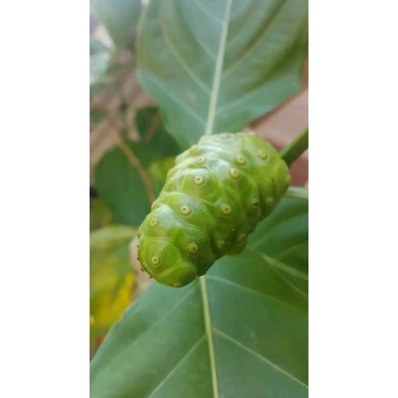 

buah mengkudu fres segar dan asli