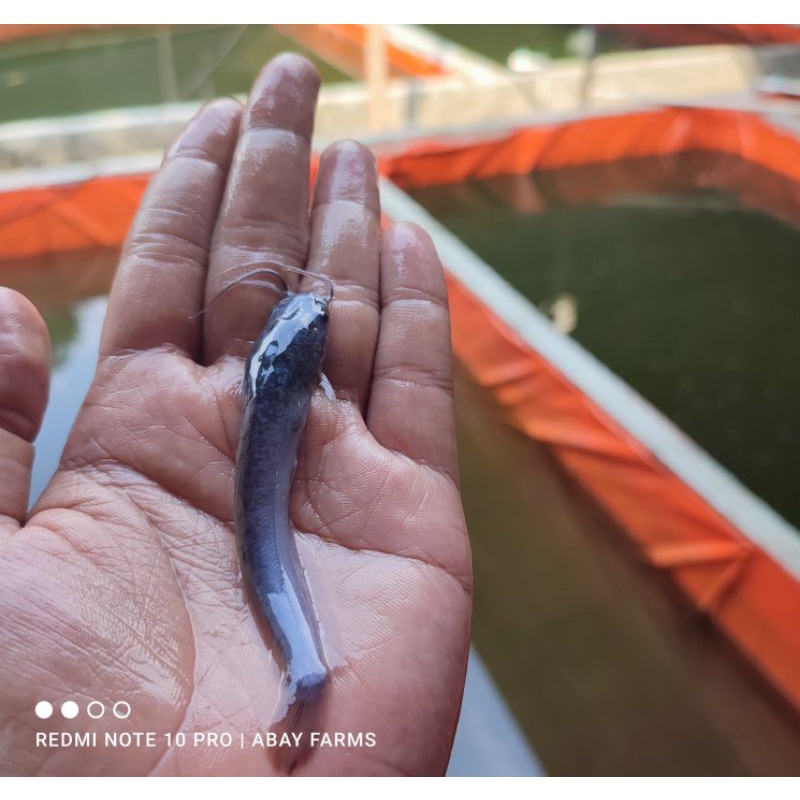 Bibit Lele 8-9 Cm Sangkuriang & Mutiara