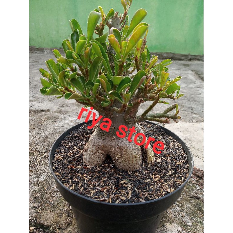 Adenium Kamboja CABSER ( cabang seribu)