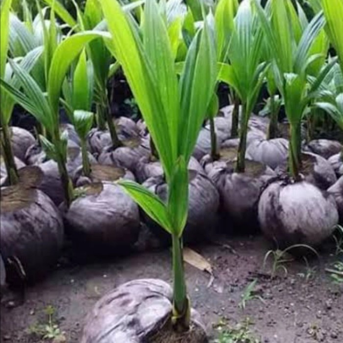 bibit pohon kelapa wulung/klapa hijau