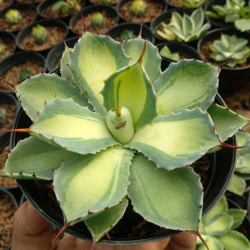 Agave Variegata Tengah D 10cm