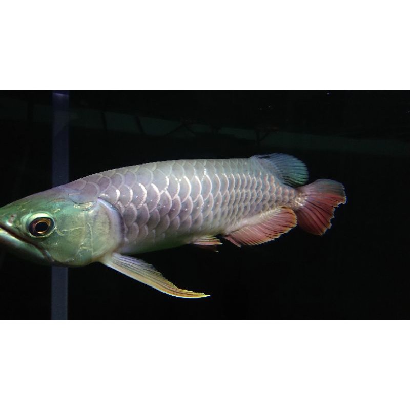 arowana golden red