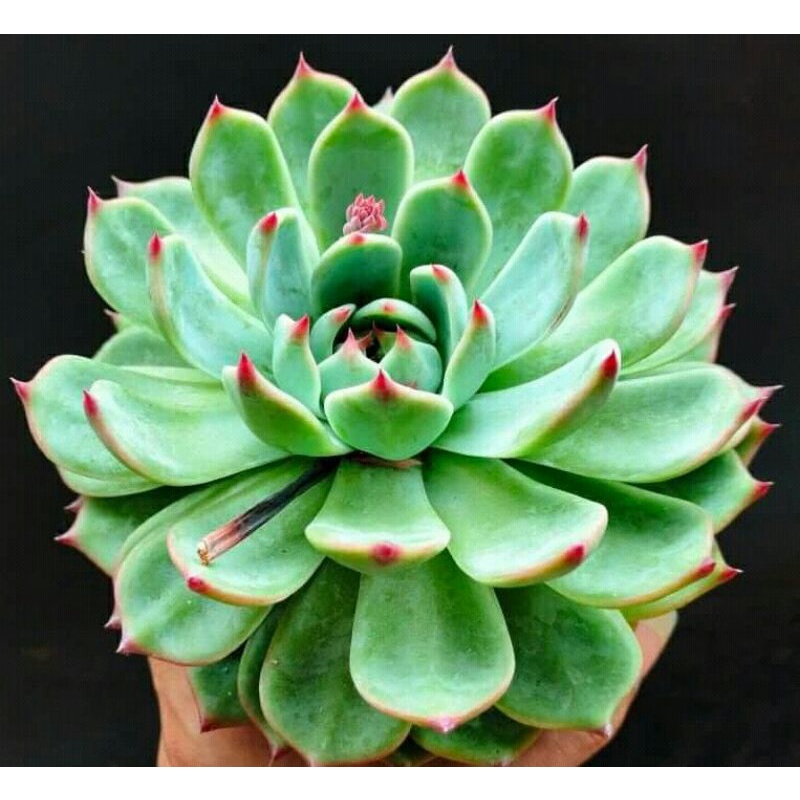 Echeveria Chihuahuaensis