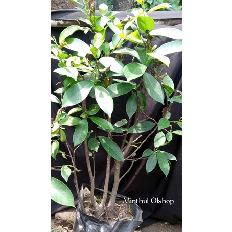 Bonsai/bahan bonsai preh(iprik) raft real pict