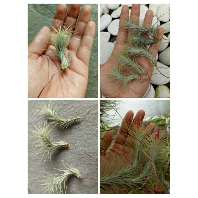Tillandsia funckiana