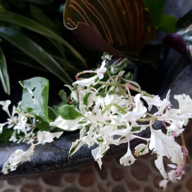 Tanaman Krokot Salju