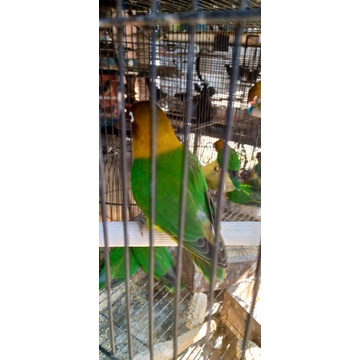 BURUNG LOVEBIRD JOSAN