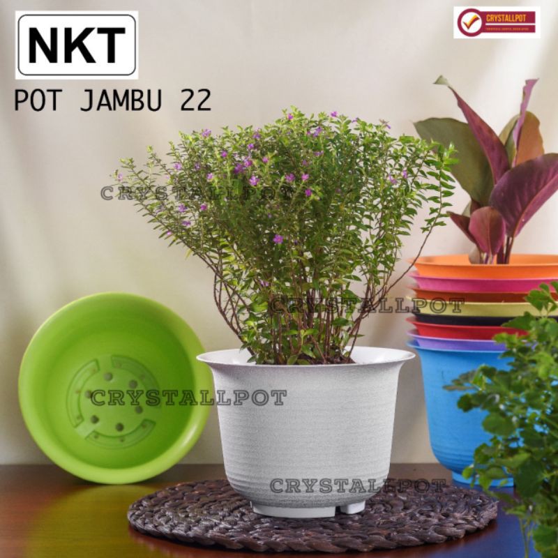 pot bunga tanaman nkt jambu 22 warna warni - nkt jambu warni