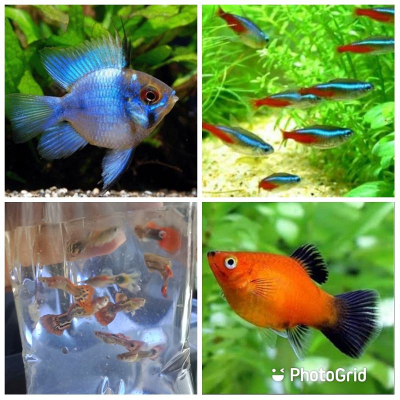 PAKETAN IKAN HIAS AQUASCAPE NEON TETRA 10, KORAL 10, GUPPY 10, BLUE ELEKTRIK 2 EKOR