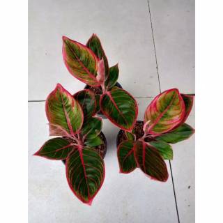 Aglonema Kanza tanaman hias aglonema kanza remaja Aglonema Kanza tanaman hias aglonema kanza remaja