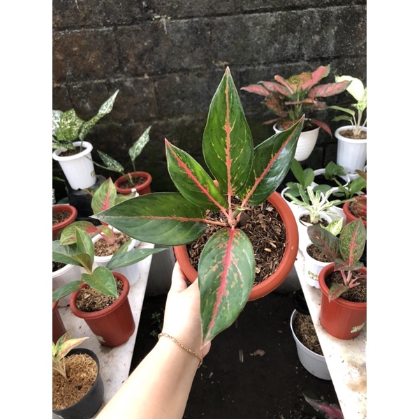 aglaonema spider red