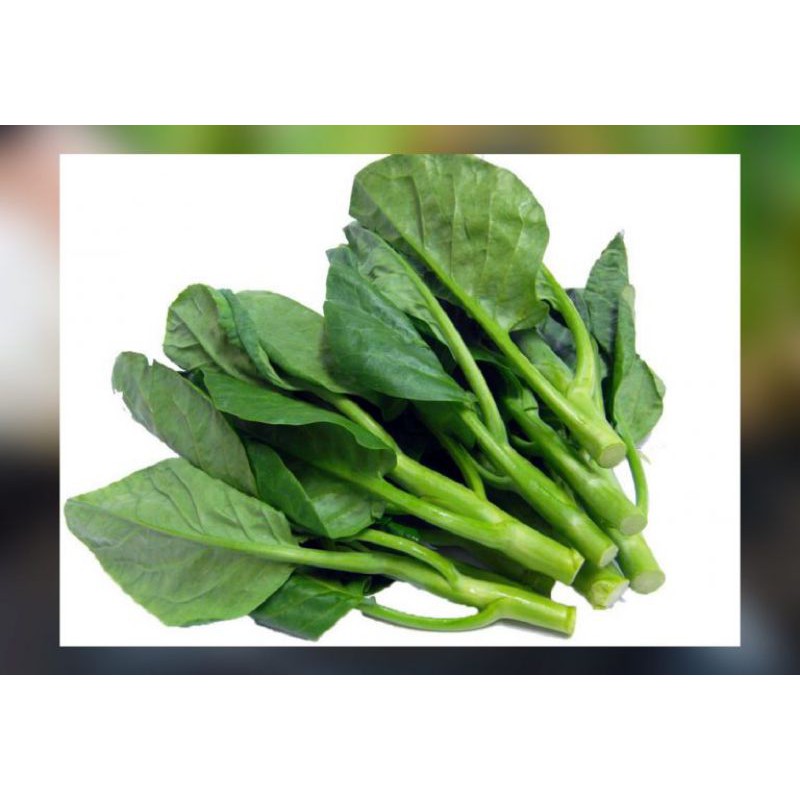 

sayur segar kailan | brokoli cina | kailan