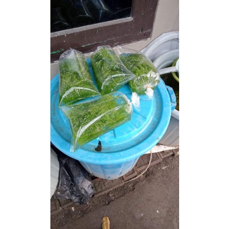 Hiasan aquarium tanaman ganggang air/ mata lele