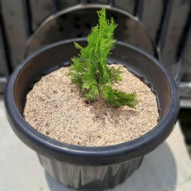 adedillasujaya060606