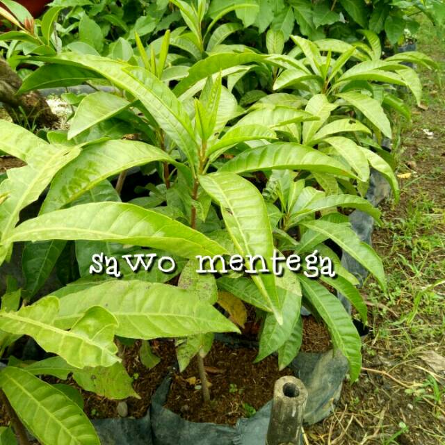 Bibit Sawo Mentega