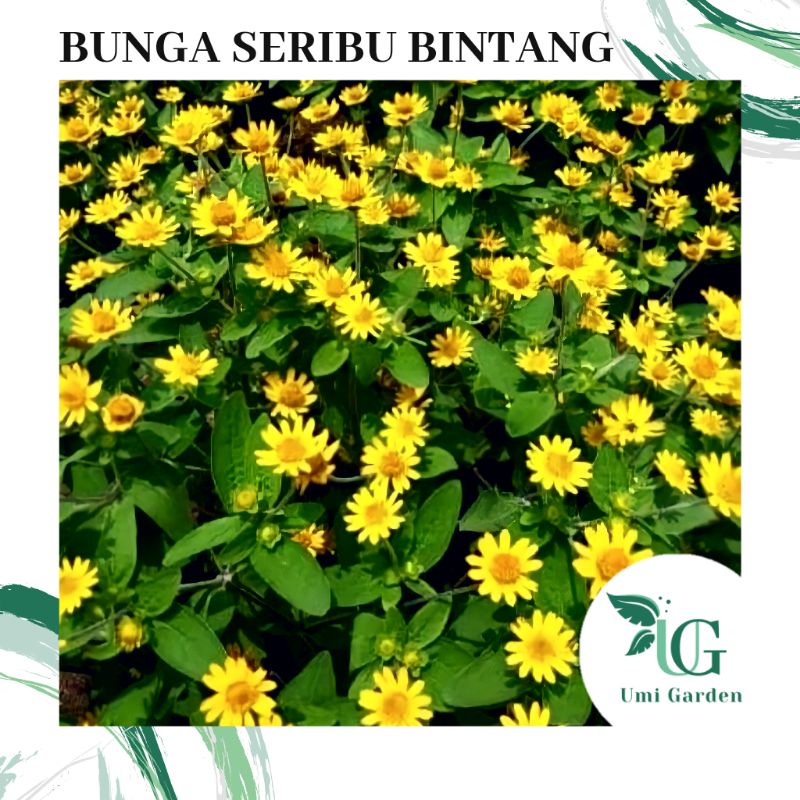 50 Biji Benih Bunga Seribu Bintang Matahari Mini Kuning