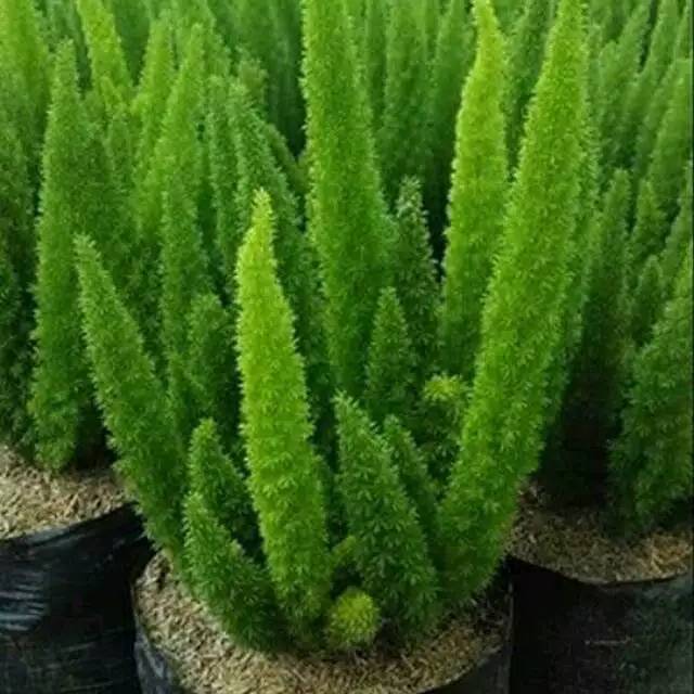 Tanaman hias ekor tupai lebih rimbun-tanaman asparagus  