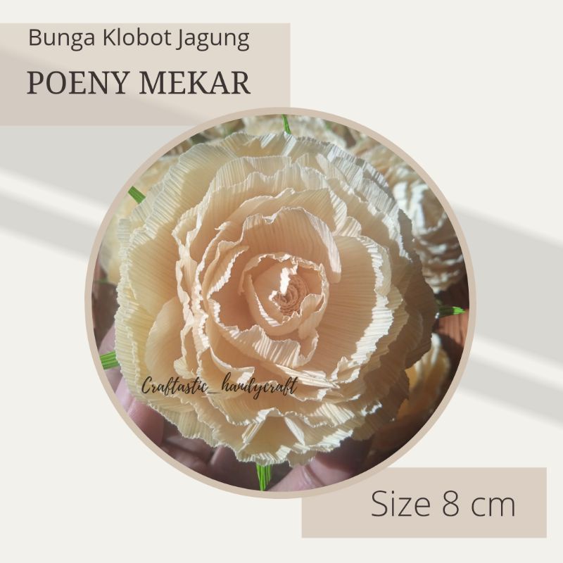 Bunga Klobot Jagung/Bunga Klobot/Klobot Jagung