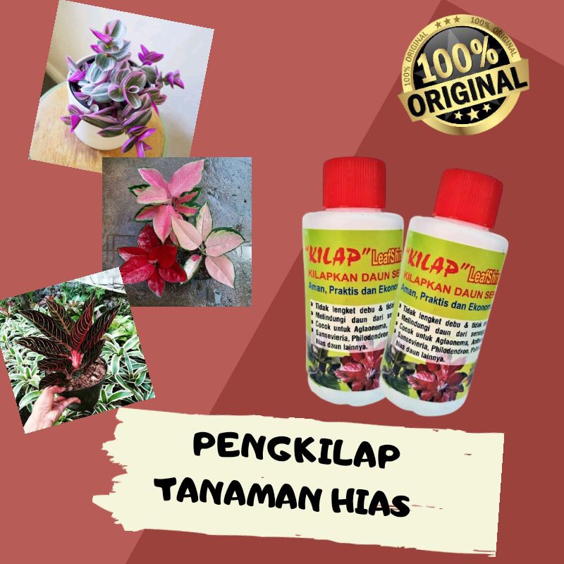 KILAP / PENGKILAP DAUN / PENGKILAP TANAMAN HIAS / PENYUBUR TANAMAN