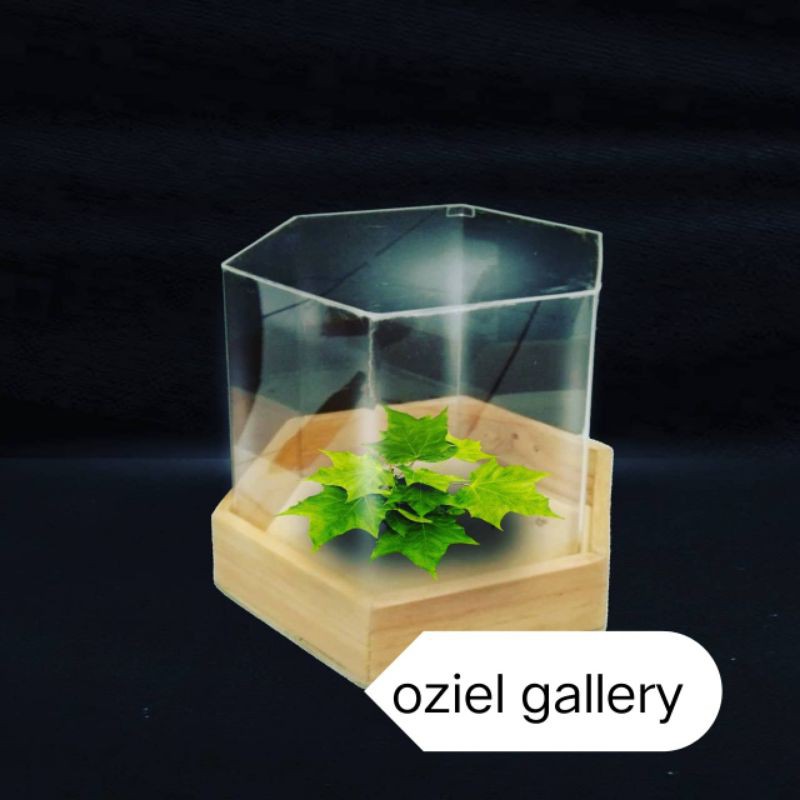 kotak hantaran/seserahan hexagonal alas kayu ,tutup akrilik diameter 30 cm x25 cm.