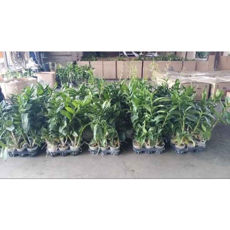 anggrek dendro spike jumbo tinggi besar