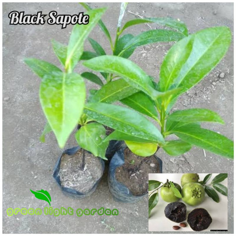Bibit Buah Black Sapote
