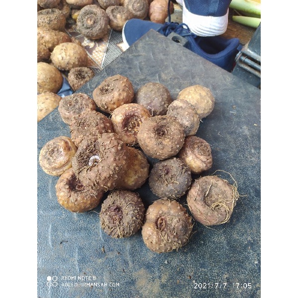 peromo benih bibit umbi porang