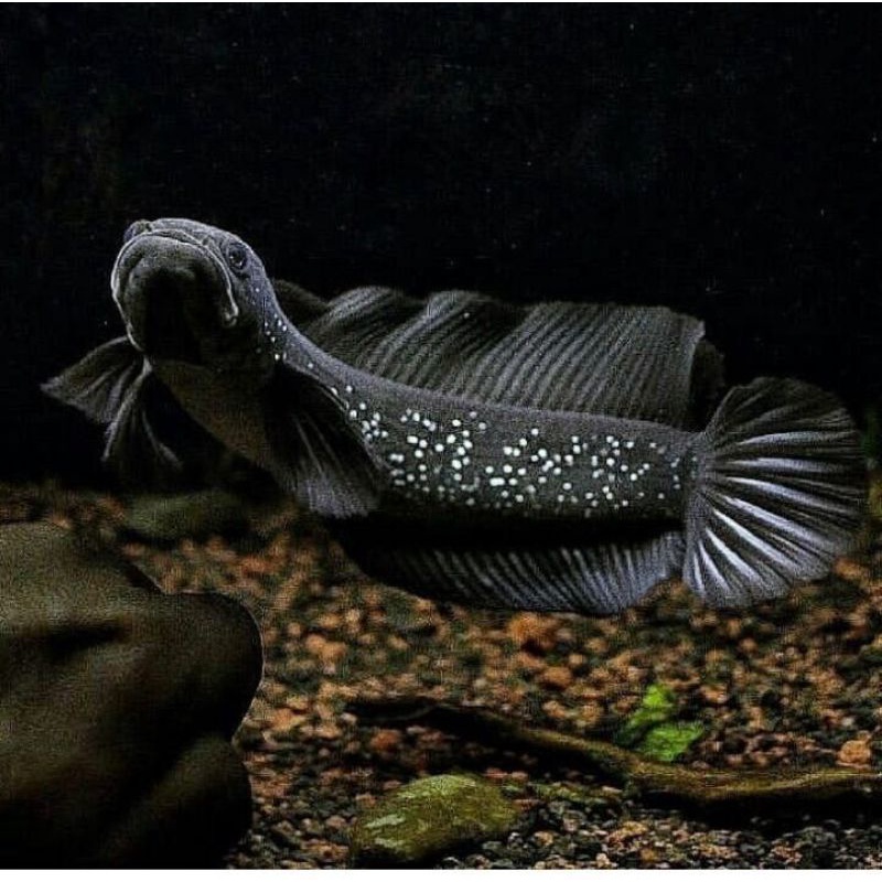 Hiasan Aquarium Chana Asiatica Ws Pure 5-6cm Grade S+