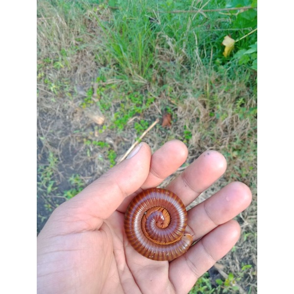 

Hewan Kaki Seribu Gonggo Milipede Milipedes Ulat Kaki Seribu 1 Ekor Ukuran Sebesar Kelingking Orang Dewasa Kaki Seribu Hidup Herbal Jamu Tradisional Kaki Seribu Leluwe Keluing Luwing