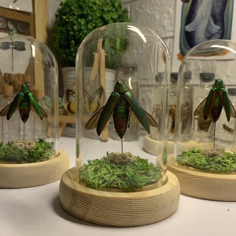 Insektarium Samber Lilin / Terrarium Artificial / Awetan Serangga
