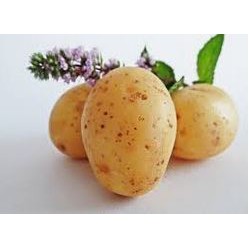 

KENTANG SAYUR FRESH SEGAR BOGOR 500 GR