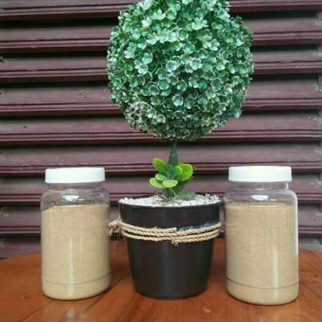 

Jahe Merah Asli Papua