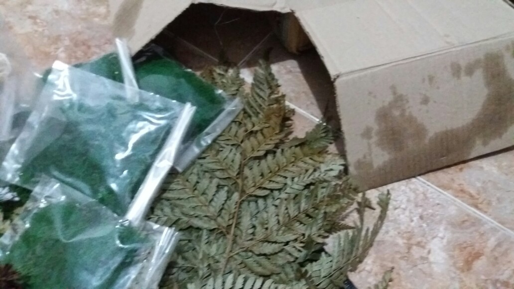 Biji Durenan Bahan Mahar Dan Craft Rustic