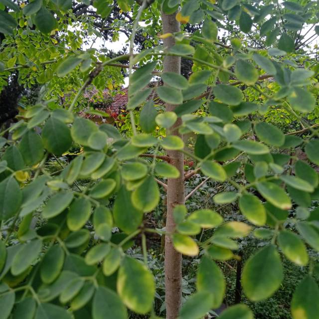 

Daun Kelor