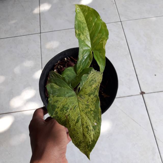 Syngonium mojito