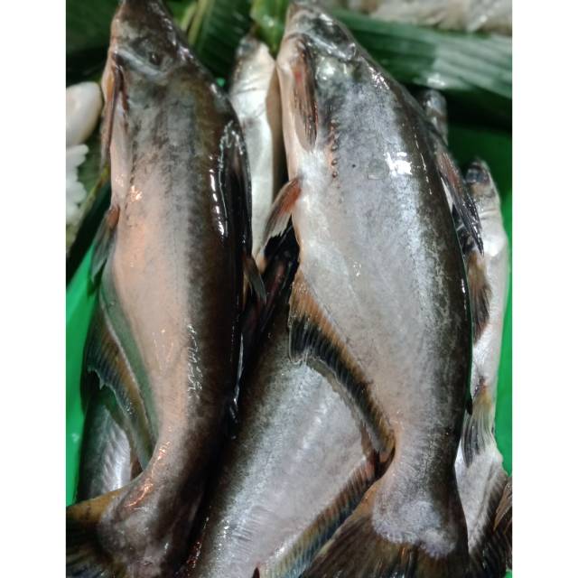 

Ikan Patin 1kg