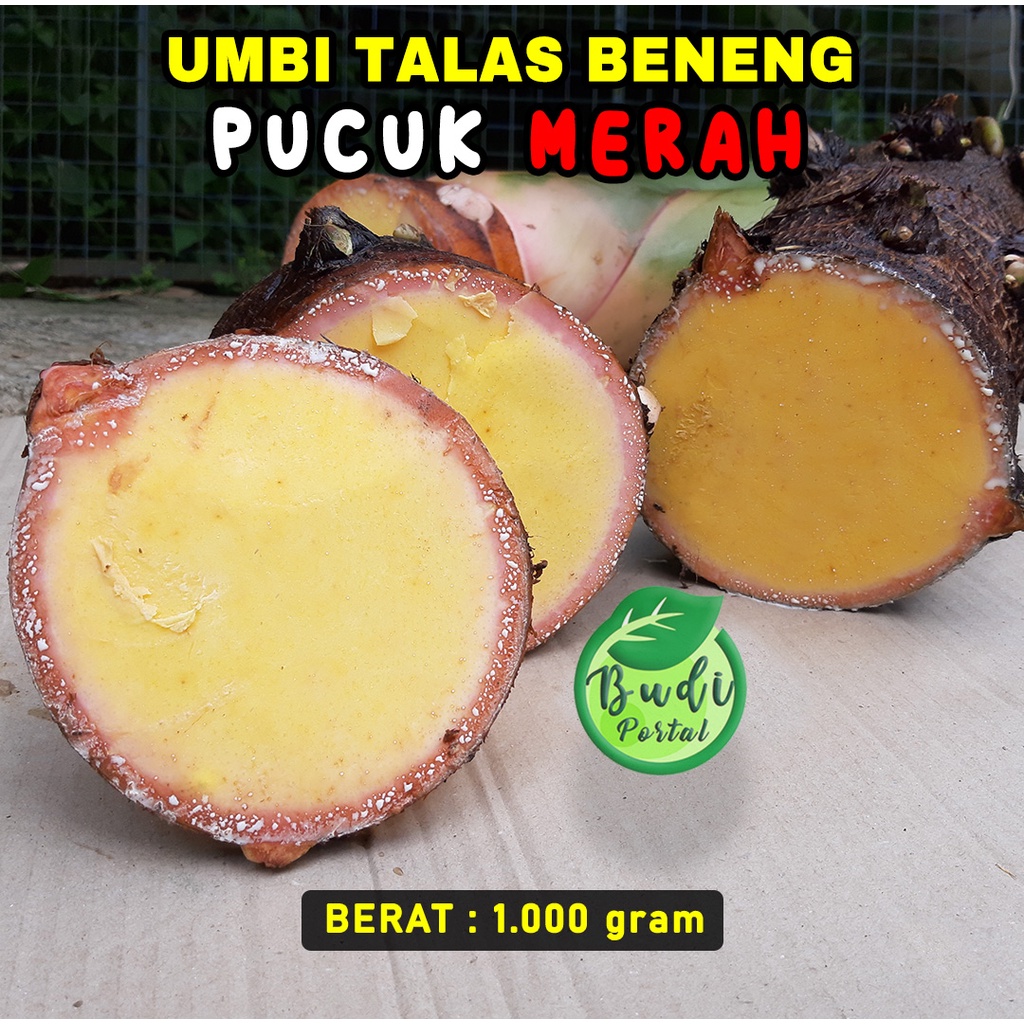 

Umbi Talas Beneng Pucuk Merah 1kg