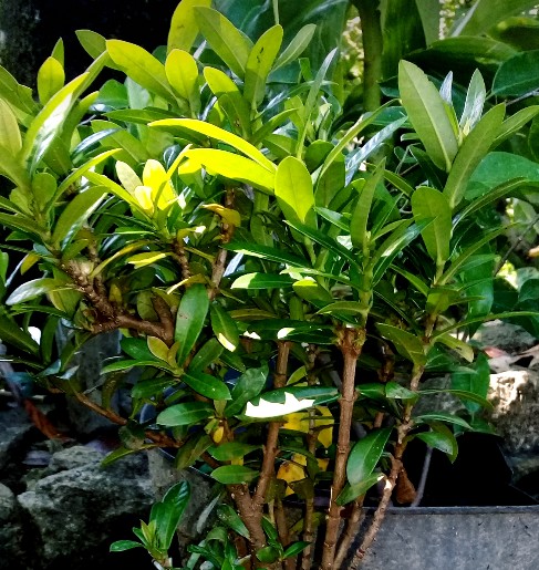 Bibit Mangkokan, Andong Laut, Cikra Cikri Kuning