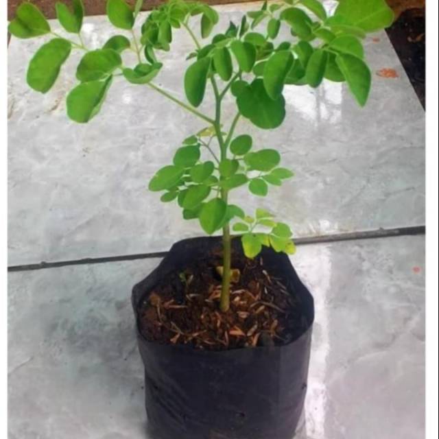 Bibit pohon kelor pohon kelor