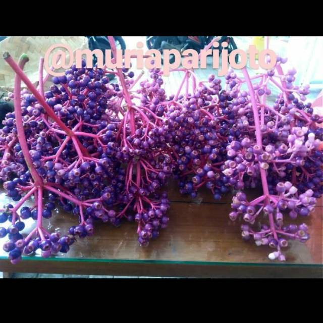 

Buah Parijoto
