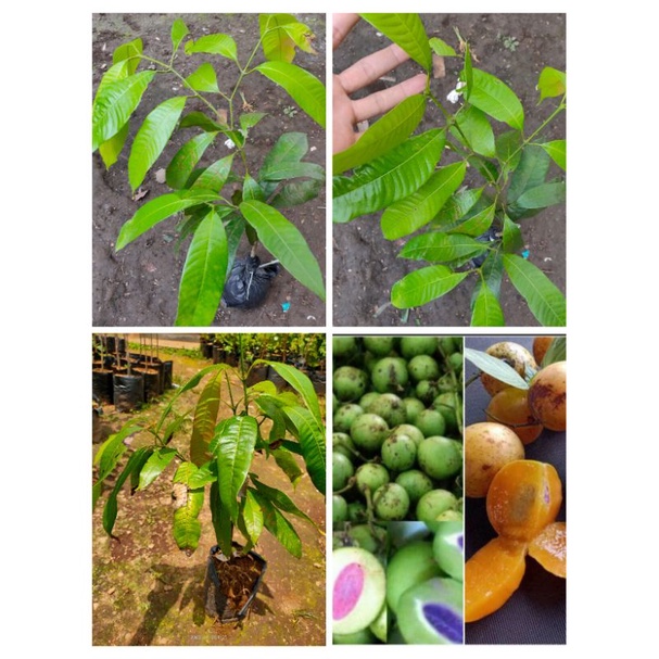 Bibit tanaman gandaria - pohon buah gandaria - buat jatake bibit pohon sudah rimbun daunnya