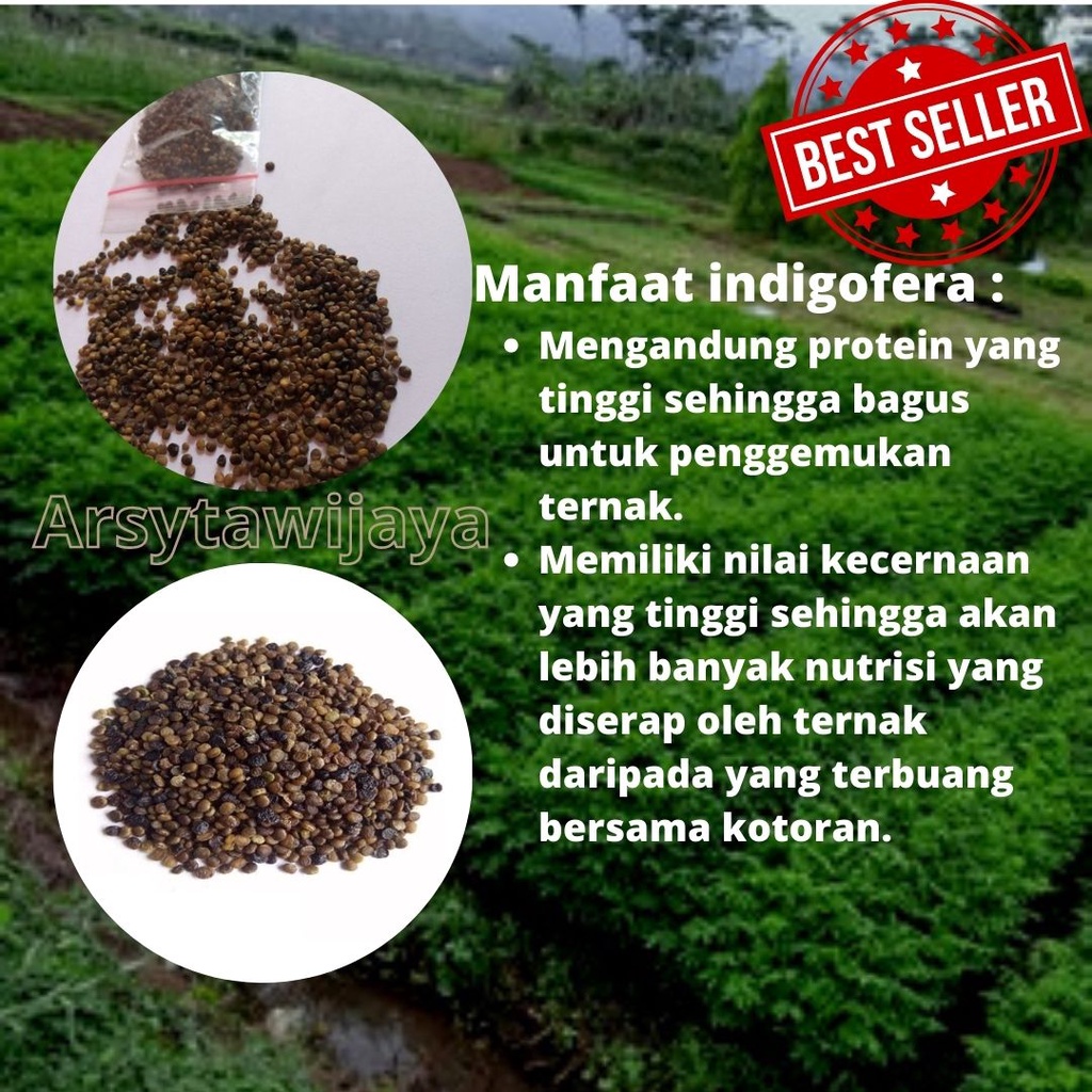 BENIH,BIJI INDIGOFERA DAN KALIANDRA,BENIH INDIGOFERA HIGHT KUALITI