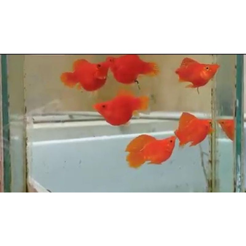 molly Balon Sunkist sailfin orange indukan 1 pasang // ikan hias murah