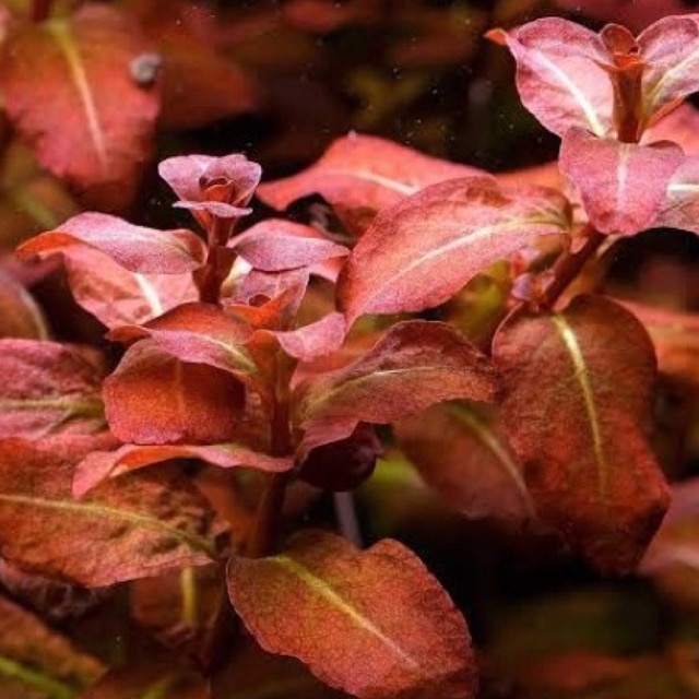 Ludwigia senegalensis ( tanaman aquascape )